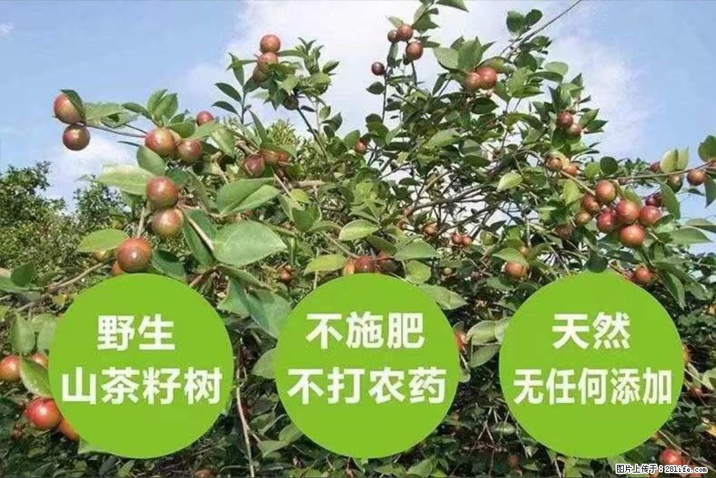 【灌阳县油茶产业示范区】一个有着充实的精神生活的人,对待身外之物自会有一种淡泊的态度 - 土特产 - 饮食特产 - 吴忠分类信息 - 吴忠28生活网 wuzhong.28life.com