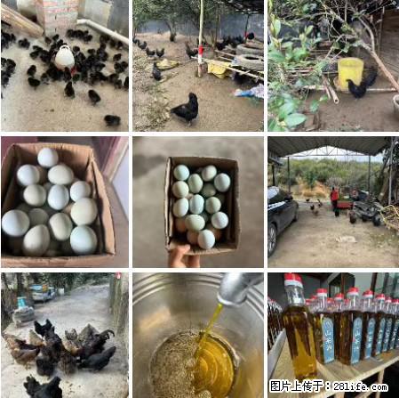 油茶园从小鸡仔开始养起的纯土鸡、土鸡蛋可以预定啦!还有前几天刚榨的纯山茶油哦 - 土特产 - 饮食特产 - 吴忠分类信息 - 吴忠28生活网 wuzhong.28life.com