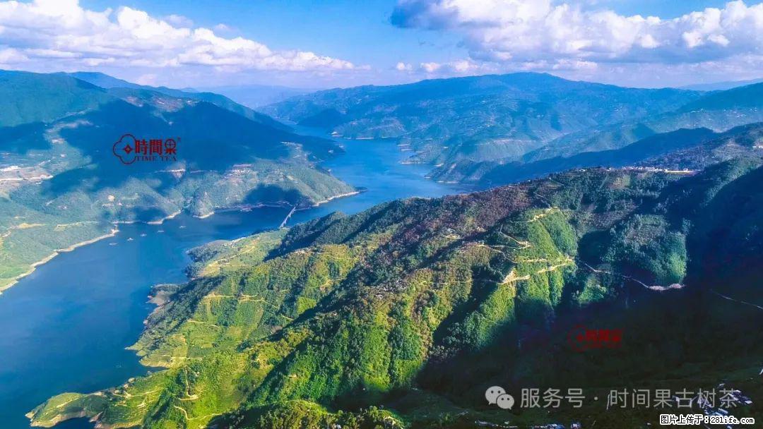 时间果百年古树龙珠普洱生茶 - 购物交流 - 吴忠生活社区 - 吴忠28生活网 wuzhong.28life.com