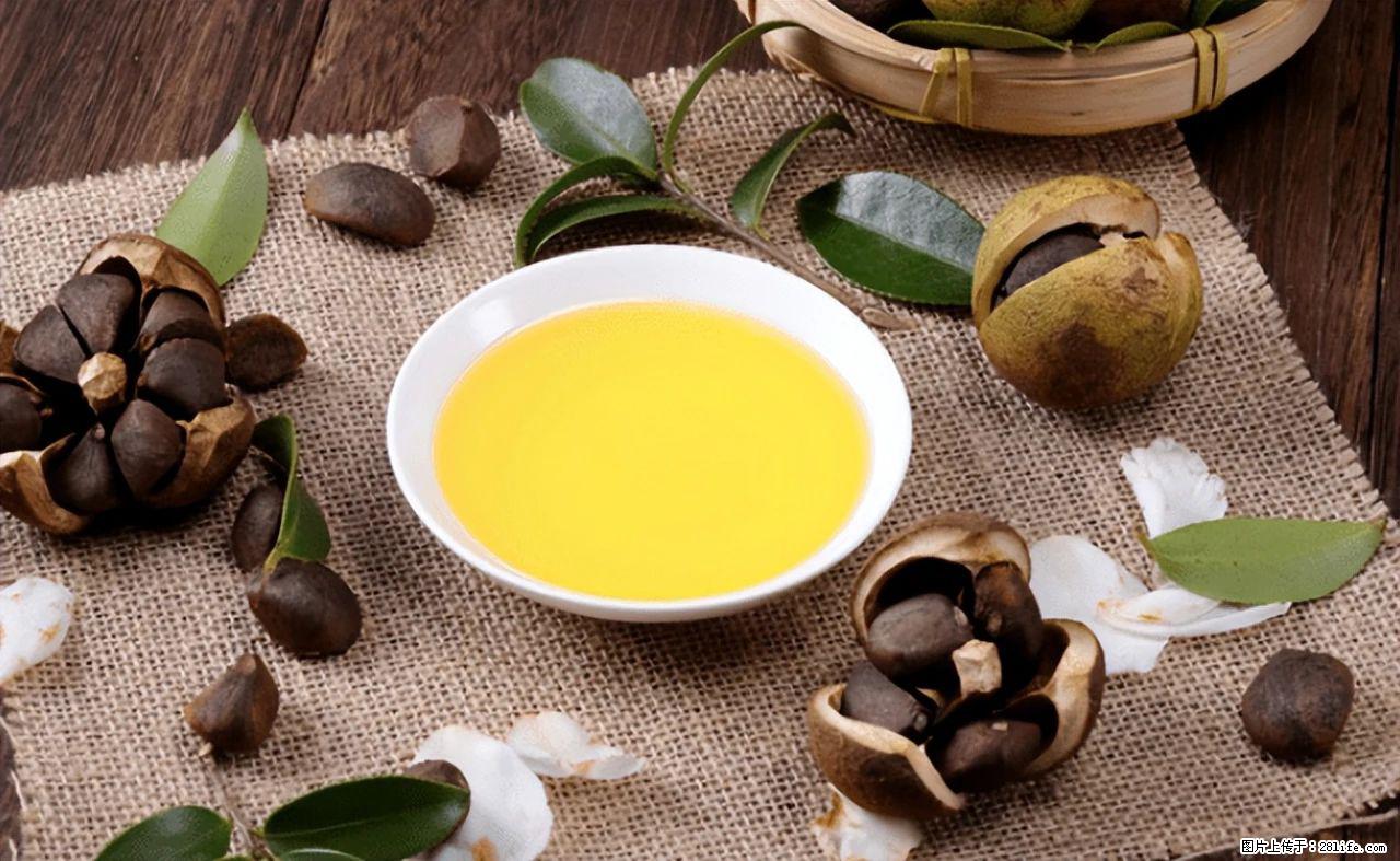 揭秘茶油的5大核心营养成分！被称为人体健康的“守护盾”！ - 吴忠生活资讯 - 吴忠28生活网 wuzhong.28life.com