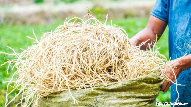 堪称“最难吃”的蔬菜，却是 “抗辐射神器”，还能护肺、清热、止咳化痰！ - 吴忠生活资讯 - 吴忠28生活网 wuzhong.28life.com