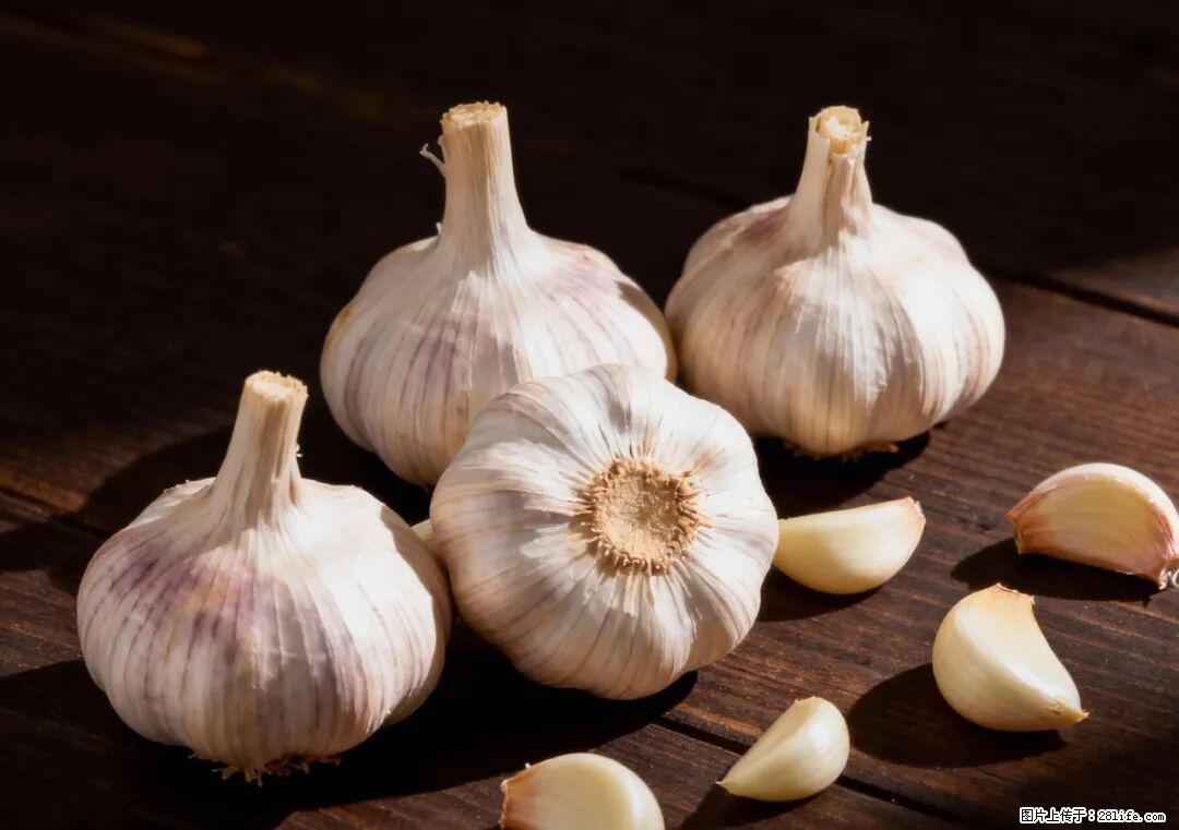 关于大蒜，除了“天然抗生素”，这4个谣言更该警惕! - 吴忠生活资讯 - 吴忠28生活网 wuzhong.28life.com