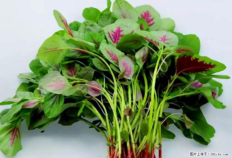 这些蔬菜是“天然钙片”，这6种被医生重点推荐 - 吴忠生活资讯 - 吴忠28生活网 wuzhong.28life.com