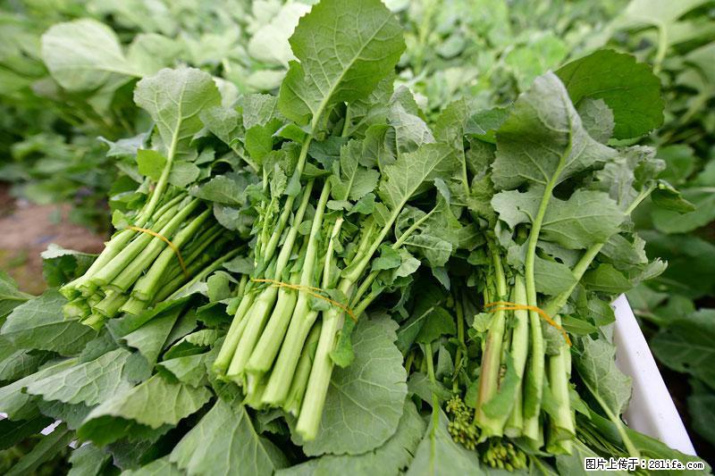 这些蔬菜是“天然钙片”，这6种被医生重点推荐 - 吴忠生活资讯 - 吴忠28生活网 wuzhong.28life.com